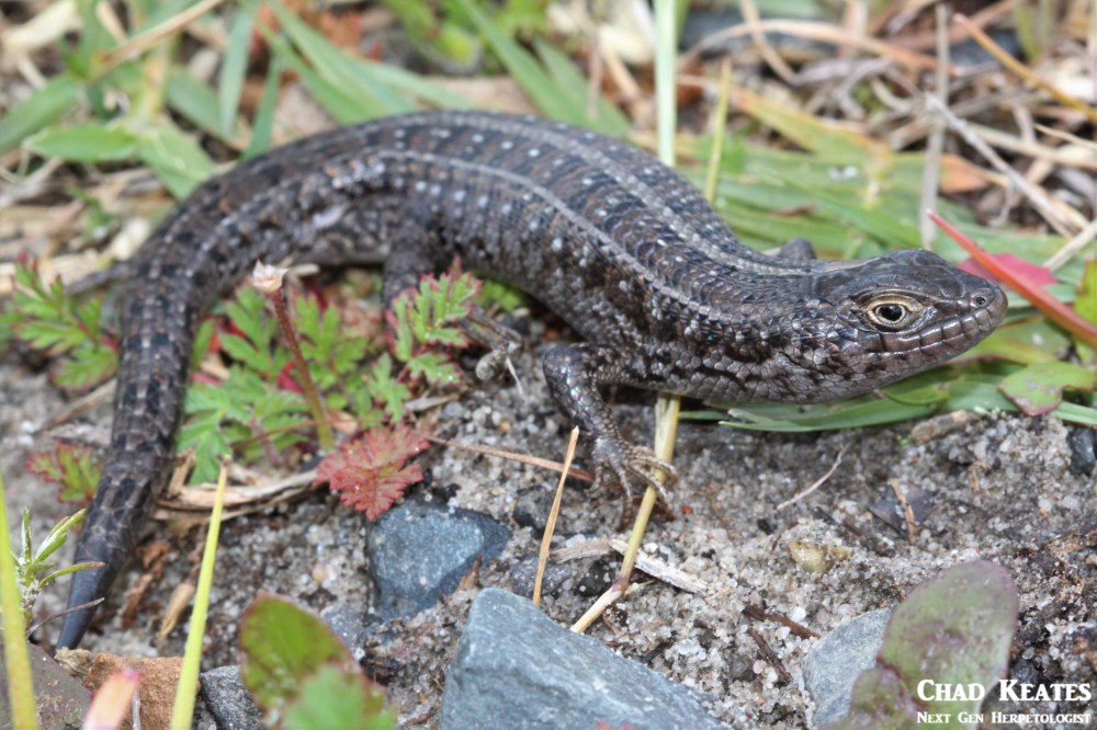 Trachylepis_capensis_Cape_Skink_Chad_Keates (2)