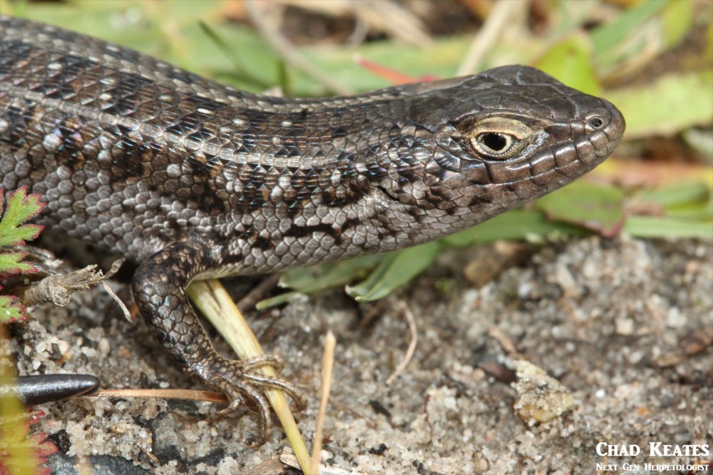 Trachylepis_capensis_Cape_Skink_Chad_Keates (3)