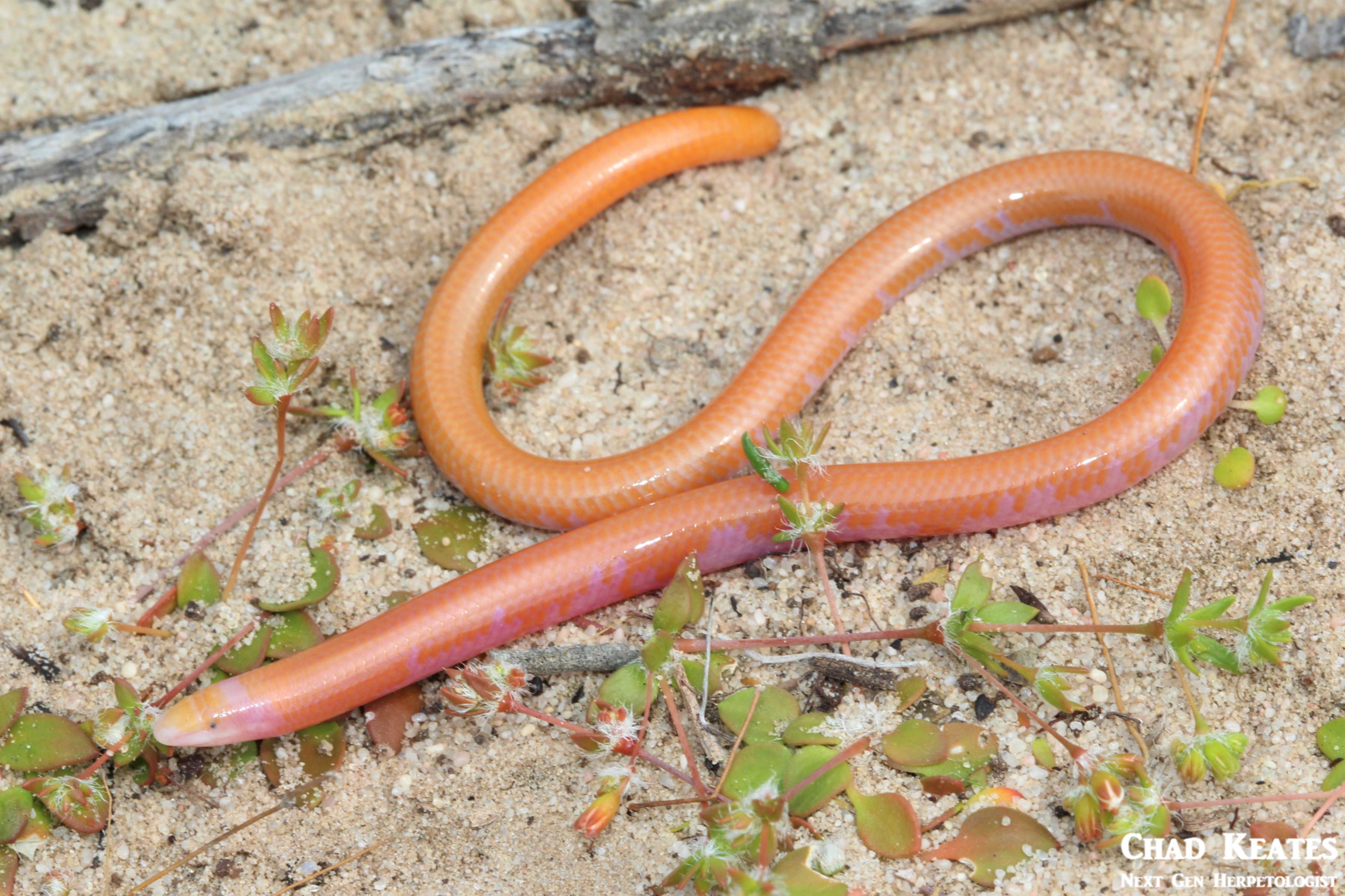 Typhlosaurus_caecus_Cuviers_Blind_Legless_Skink_Chad_Keates (2)