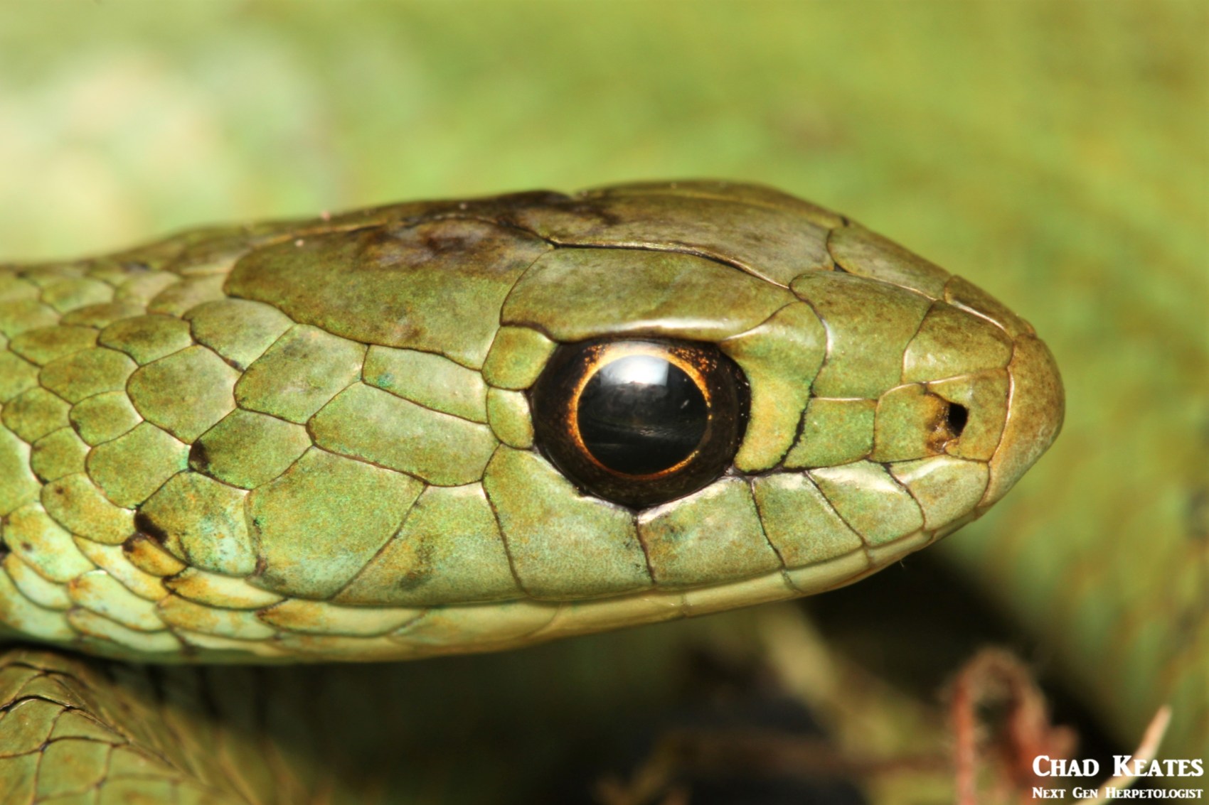 Amplorhinus_multimaculatus_Many Spotted Reed Snake_Chad_Keates (3)