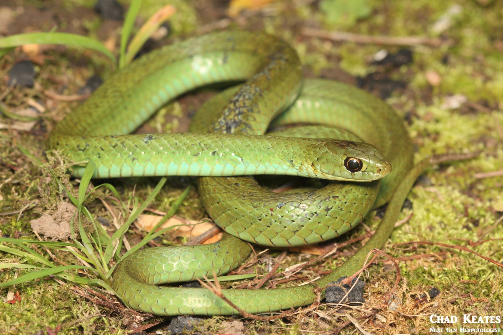 Amplorhinus_multimaculatus_Many Spotted Reed Snake_Chad_Keates