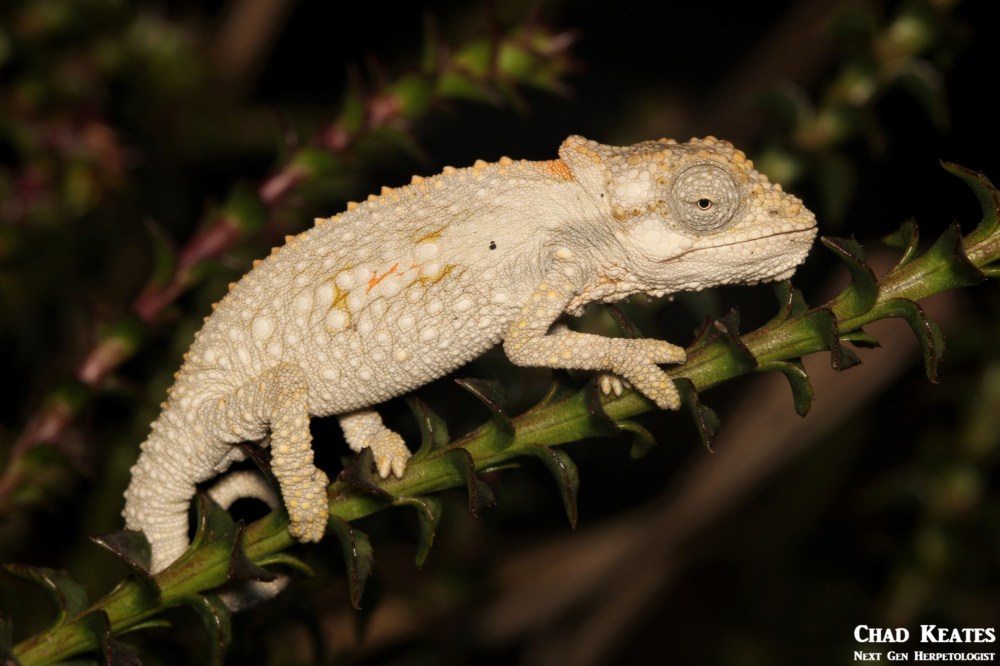 Bradypodion_ventrale_Eastern_Cape_Dwarf_Chameleon_Chad_Keates
