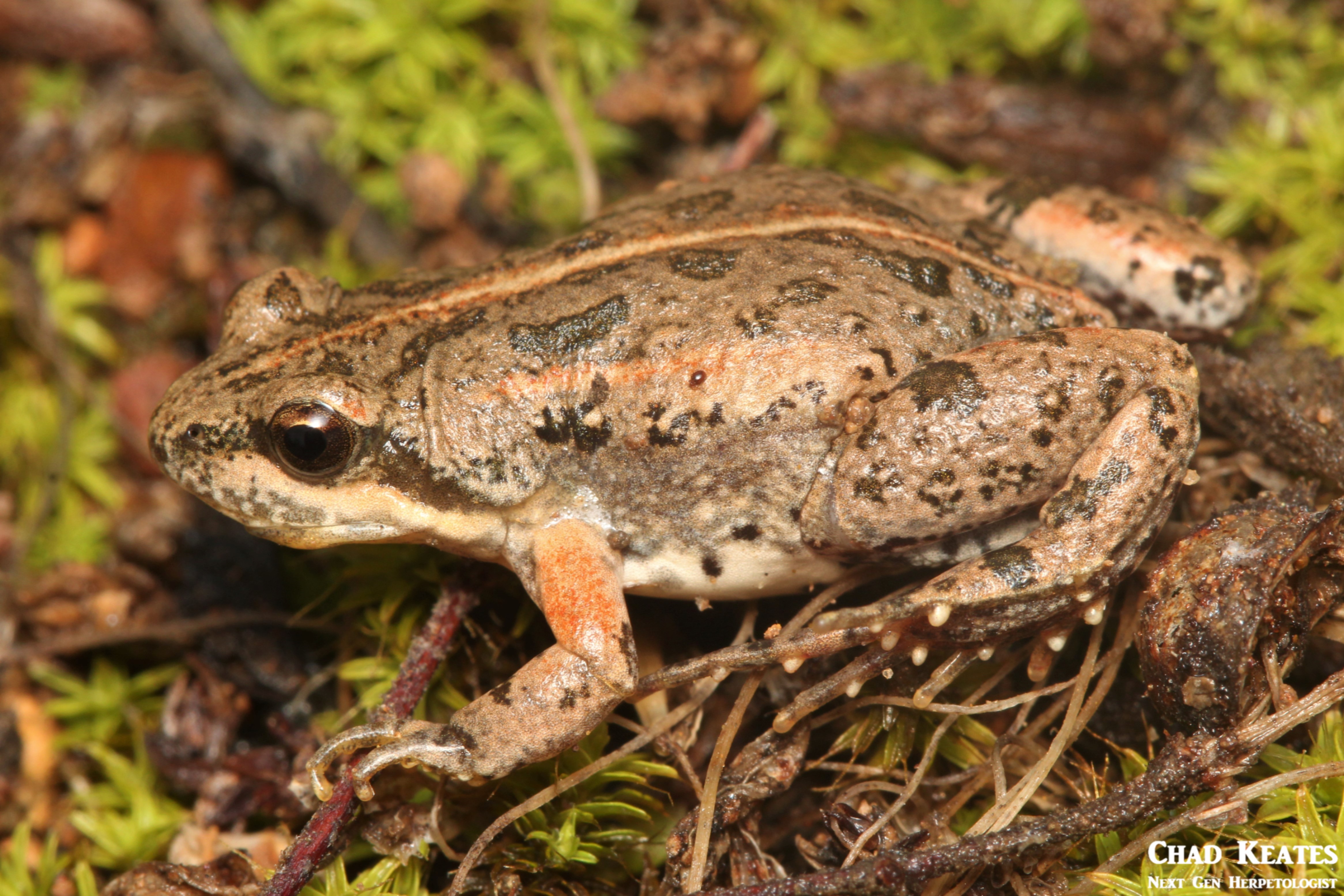 Cacosternum_boettgeri_Boettger's_Caco_Chad_Keates (6)