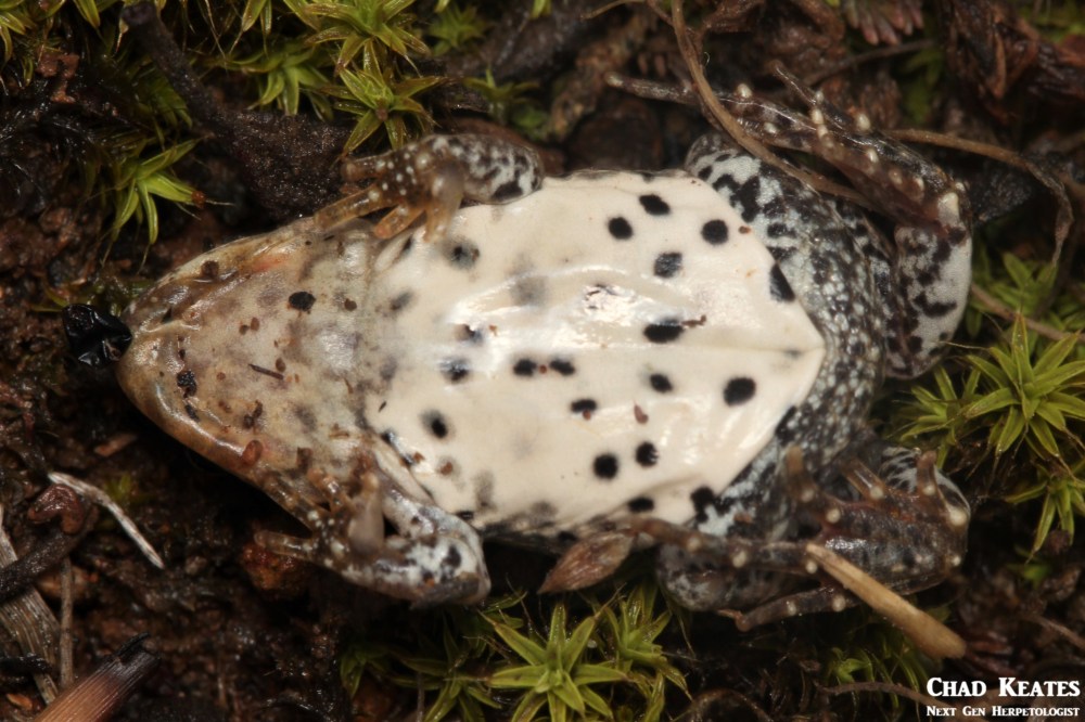 Cacosternum_boettgeri_Boettger's_Caco_Chad_Keates (7)