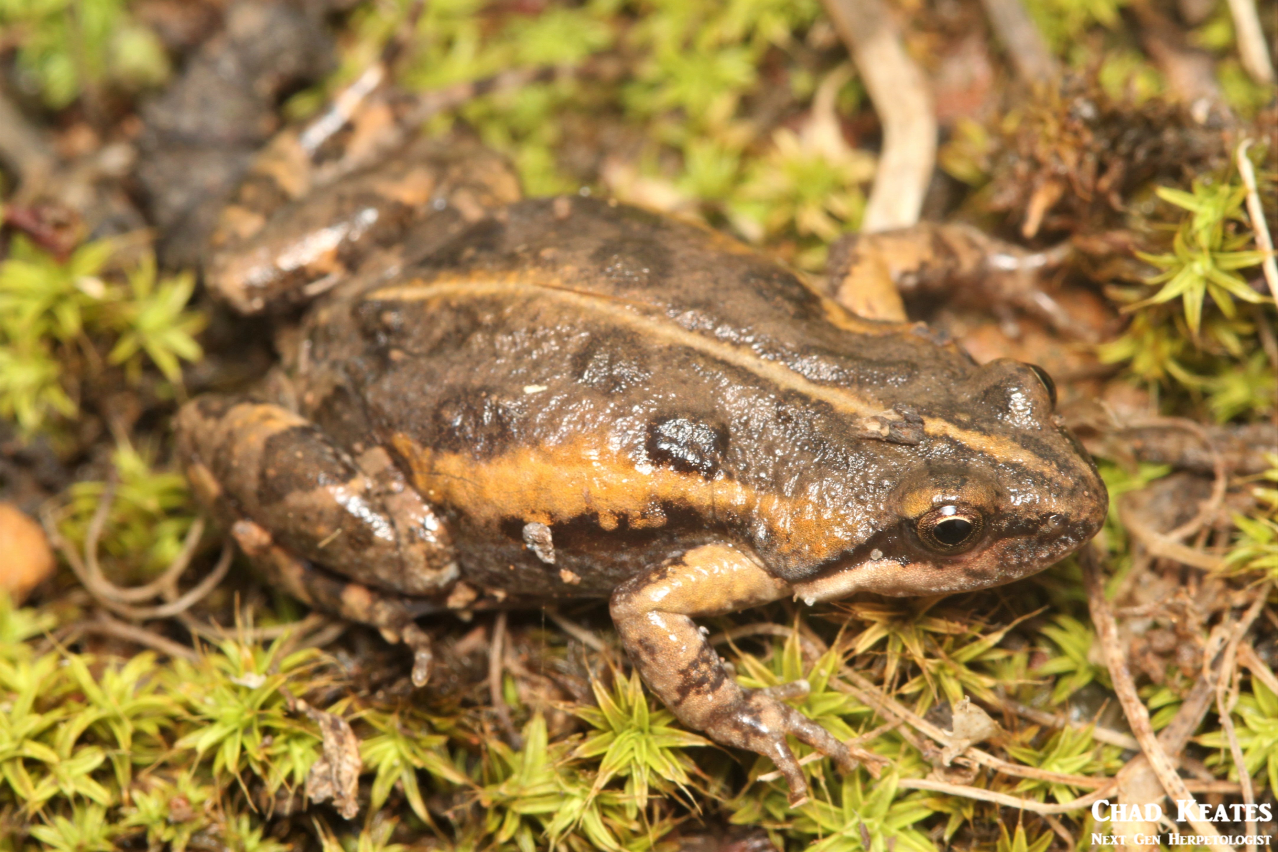 Cacosternum_boettgeri_Boettger's_Caco_Chad_Keates (8)