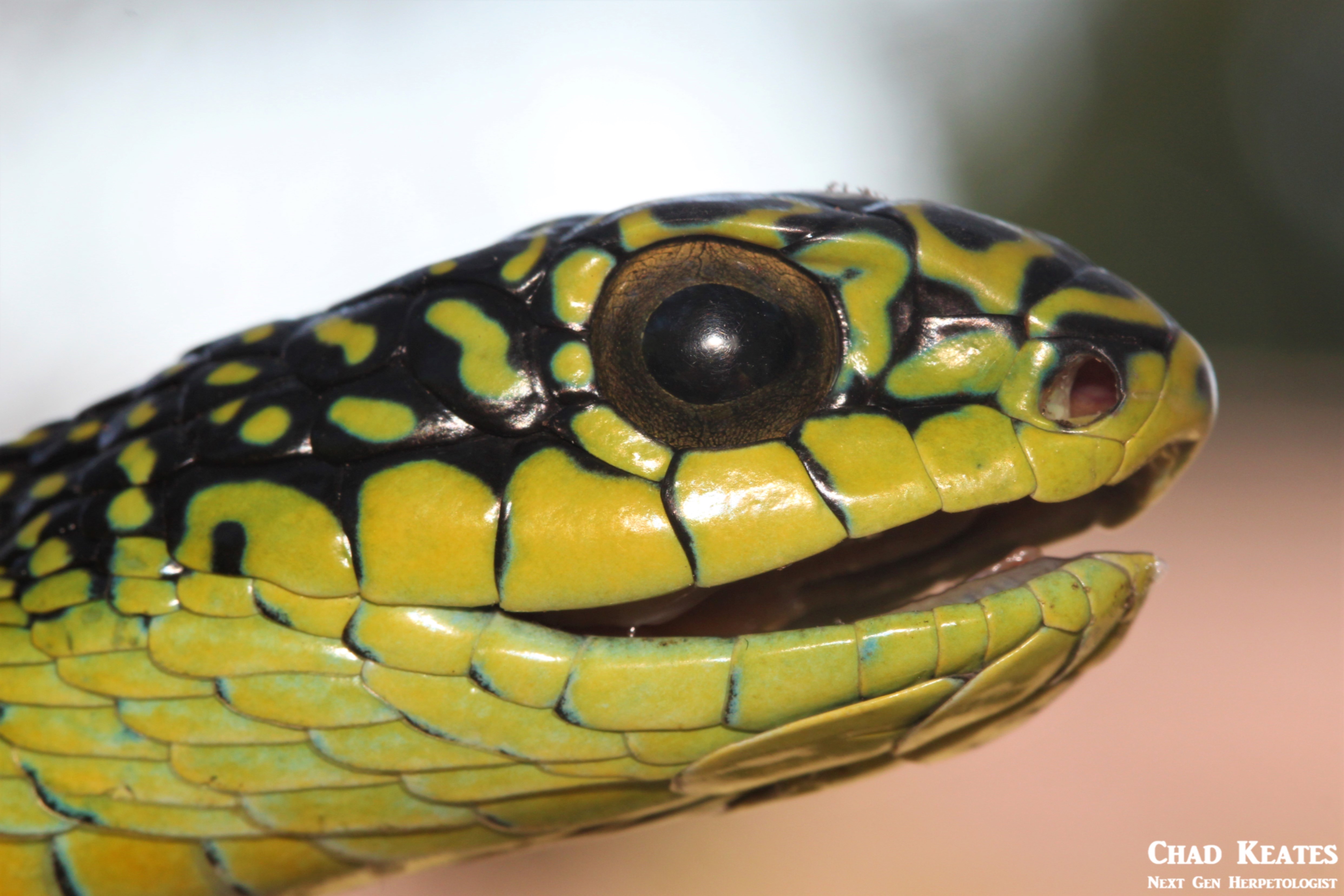 Dispholidus_typus_typus_Boomslang_Chad_Keates (2)