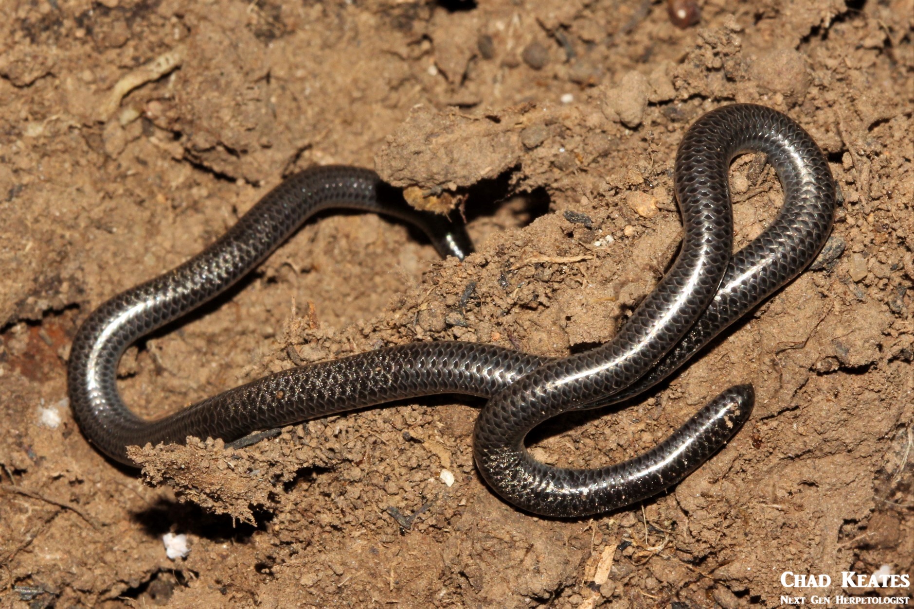 Leptotyphlops_nigricans_Black_Thread_Snake_Chad_Keates