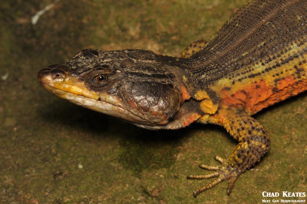 Pseudocordylus_melanotus_Drakensberg_Crag_Lizard_Chad_Keates (2)