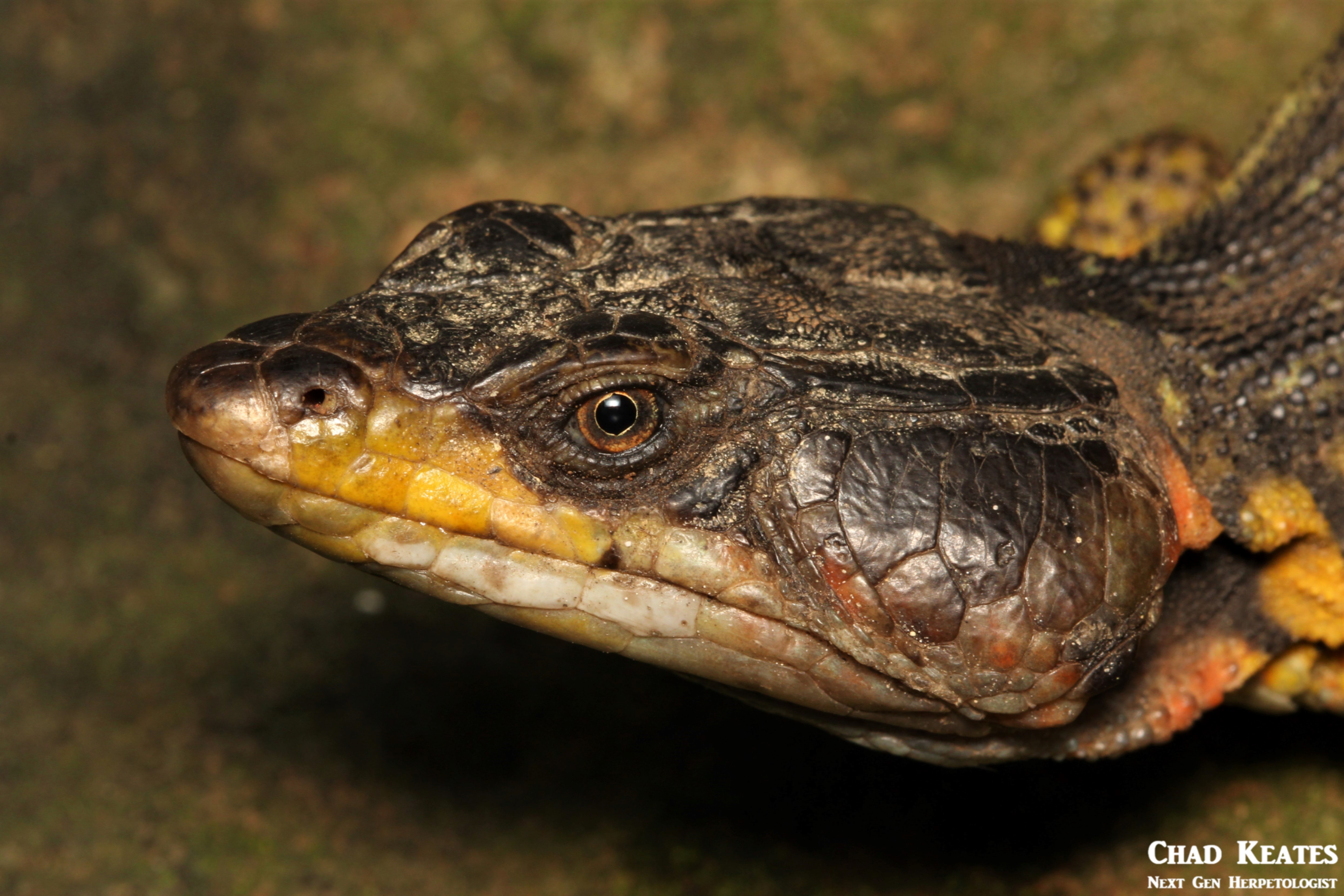 Pseudocordylus_melanotus_Drakensberg_Crag_Lizard_Chad_Keates