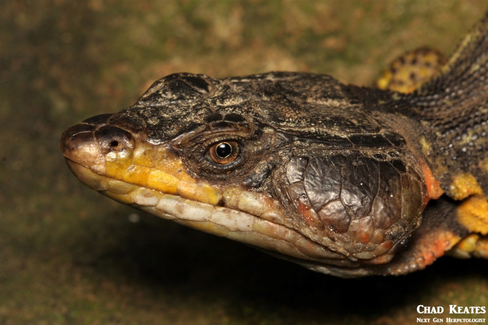 Pseudocordylus_melanotus_Drakensberg_Crag_Lizard_Chad_Keates