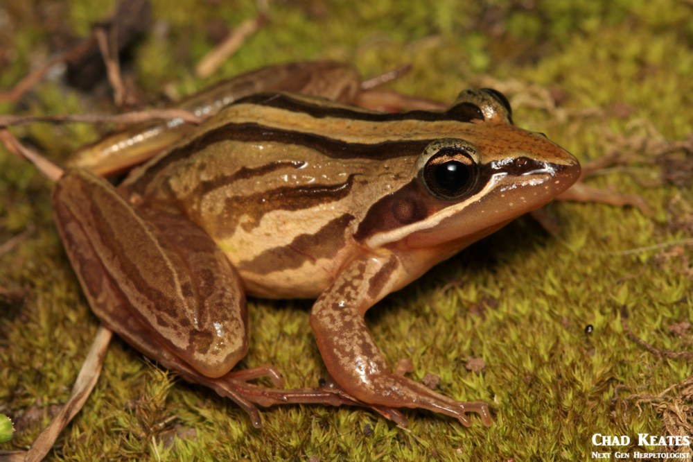Strongylopus_fasciatus_Striped_Stream_Frog_Chad_Keates (2)