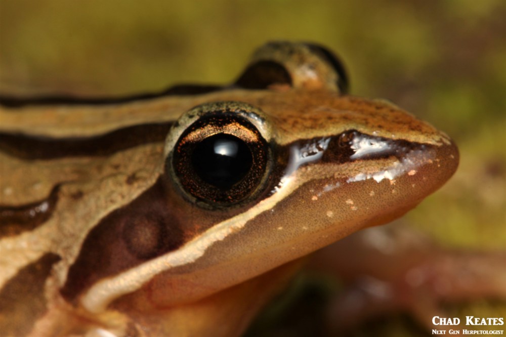 Strongylopus_fasciatus_Striped_Stream_Frog_Chad_Keates (3)