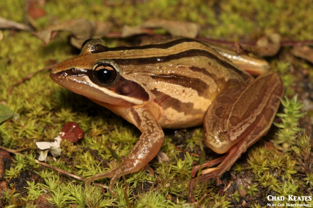 Strongylopus_fasciatus_Striped_Stream_Frog_Chad_Keates