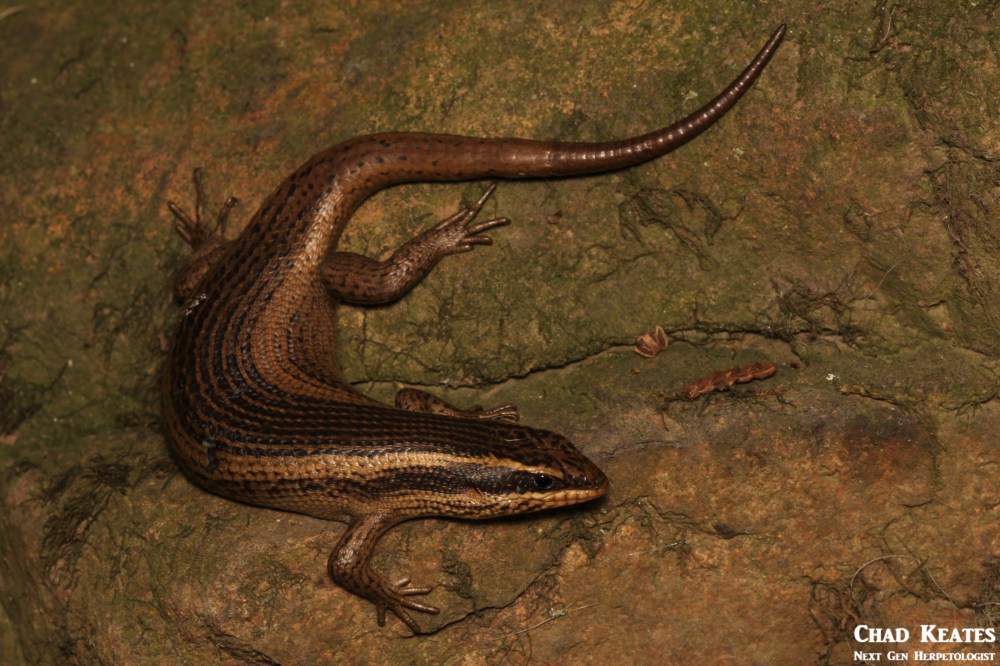Trachylepis_punctatissimus_Speckled_Rock_Skink_Chad_Keates (2)