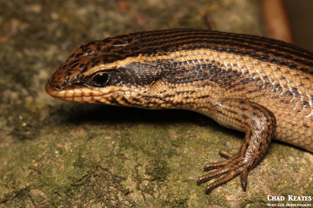 Trachylepis_punctatissimus_Speckled_Rock_Skink_Chad_Keates (3)