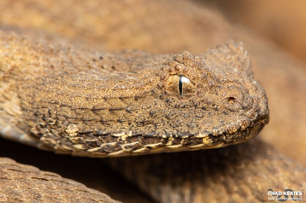Bitis Inornata Finding South Africa’s Rarest Adder | Chad Keates