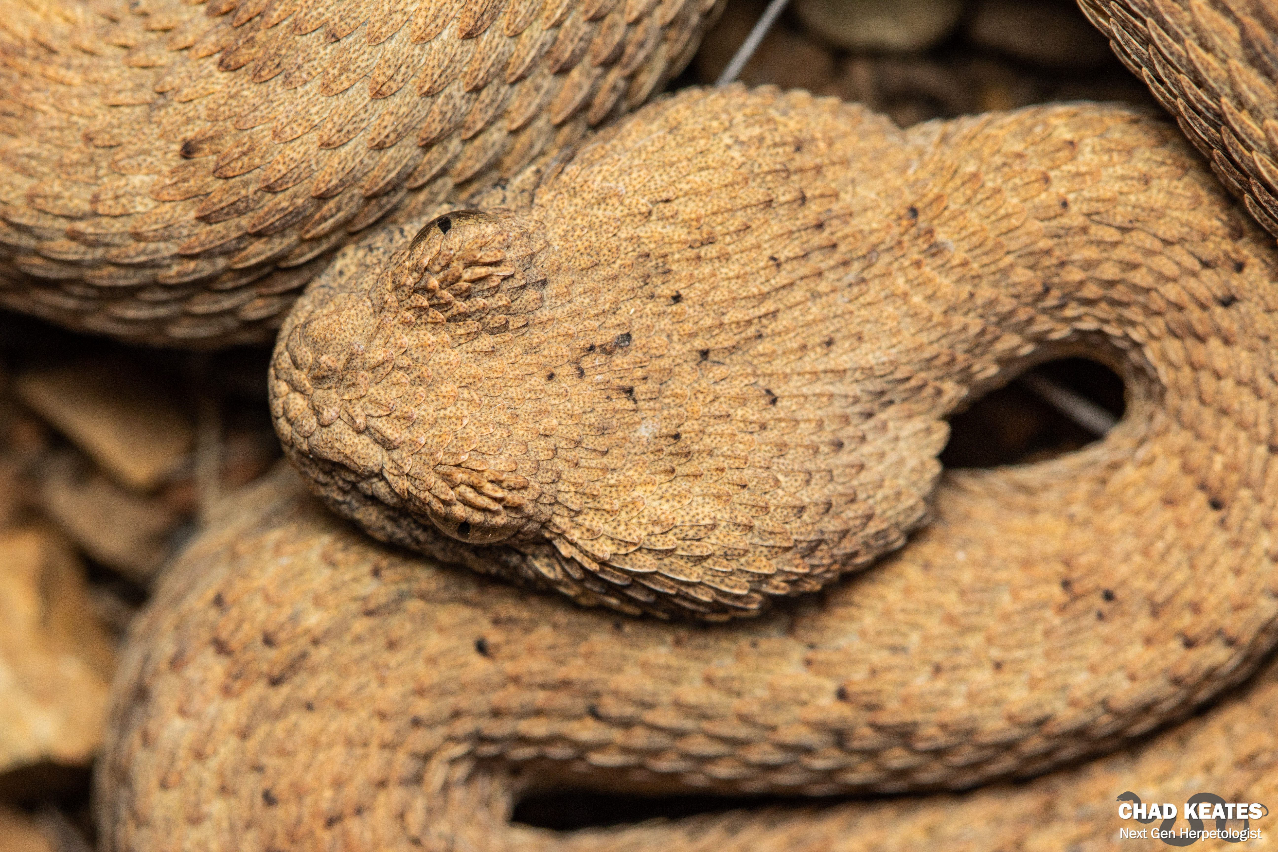 Bitis Inornata Plain Mountain Adder – Bitis inornata | Chad Keates