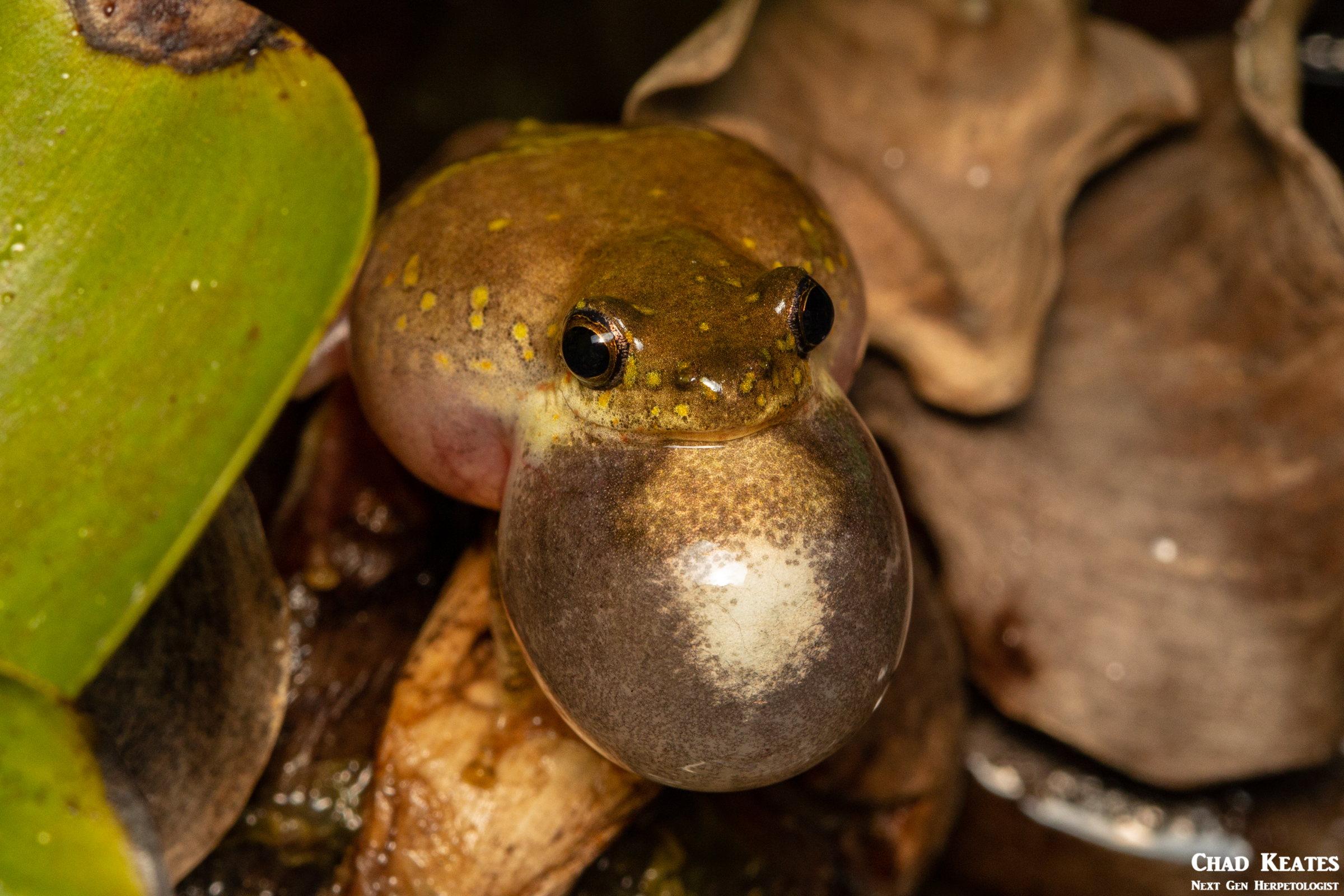 Painted Reed Frog (Hyperolius verrucosus)