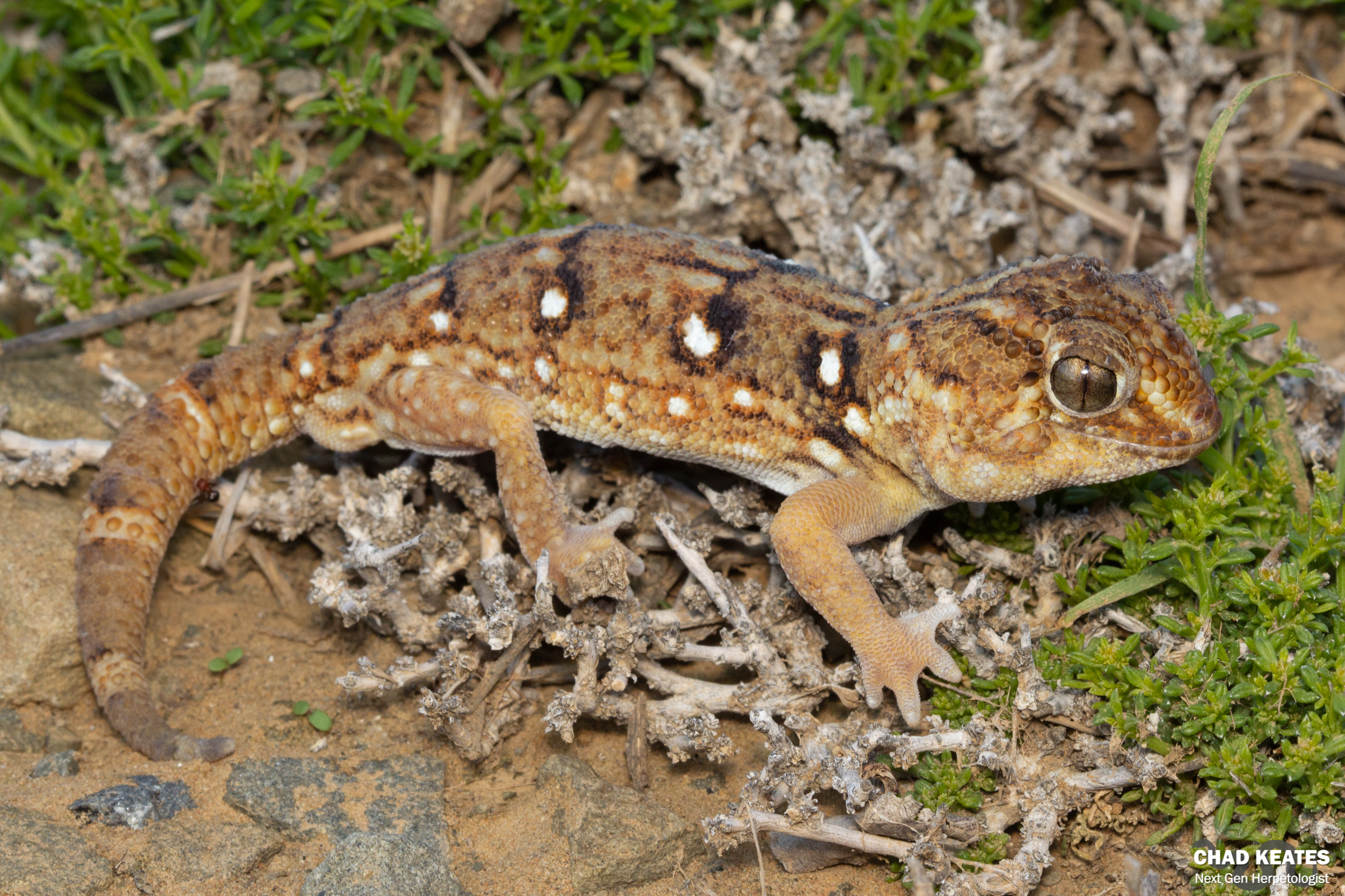 Chondrodactylus_angulifer_Giant_Ground_Gecko_Bitterfontein_Chad_Keates_2019 (2)