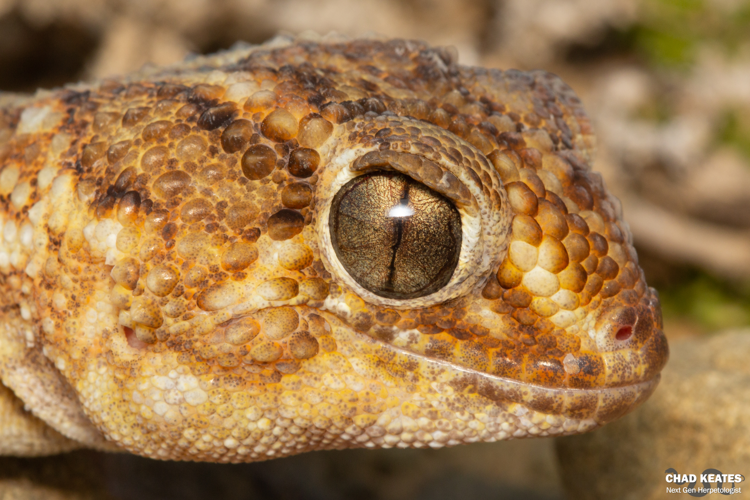Chondrodactylus_angulifer_Giant_Ground_Gecko_Bitterfontein_Chad_Keates_2019 (4)