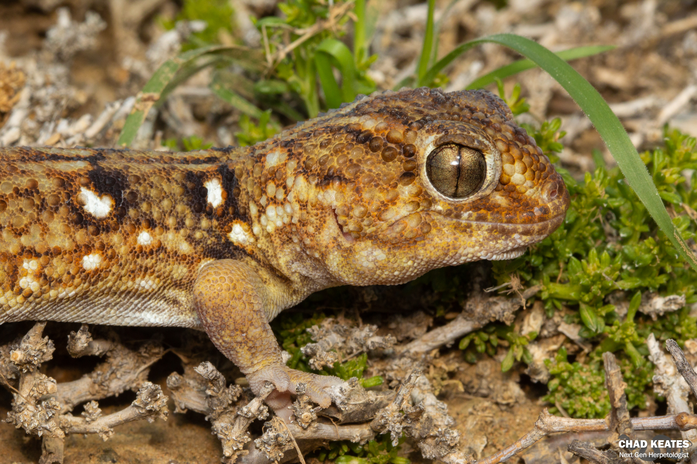 Chondrodactylus_angulifer_Giant_Ground_Gecko_Bitterfontein_Chad_Keates_2019