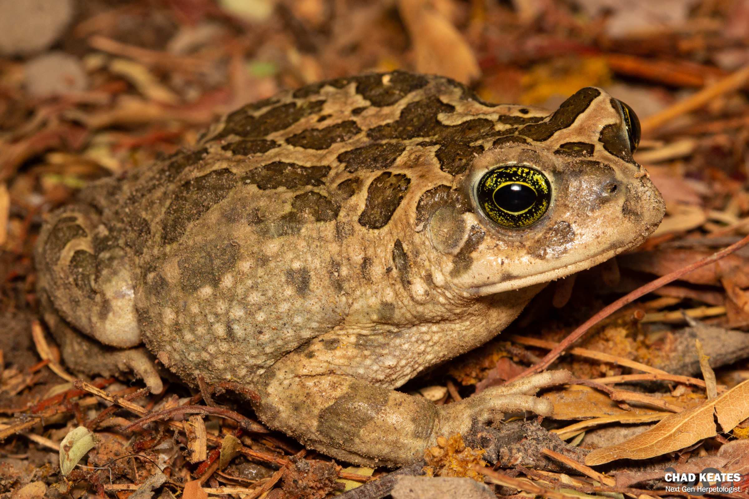 Chad Toad Karoo Toad (Vandijkophrynus gariepensis) | Chad Keates
