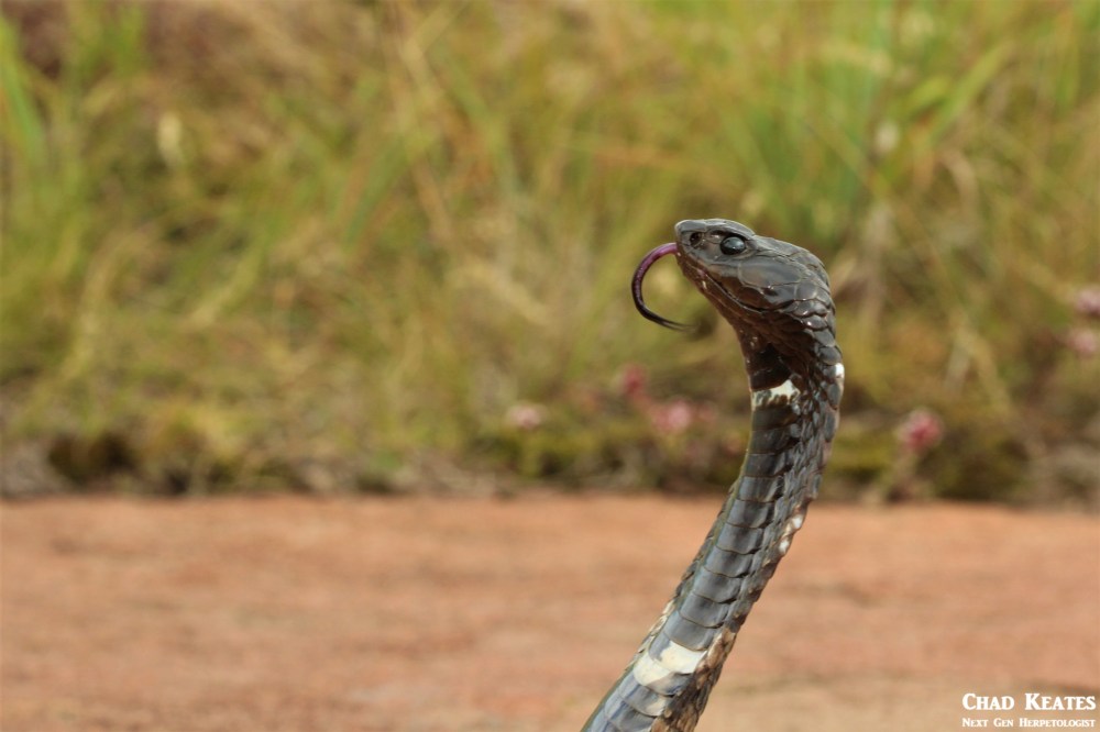 Rinkhals - Hemachatus haemachatus