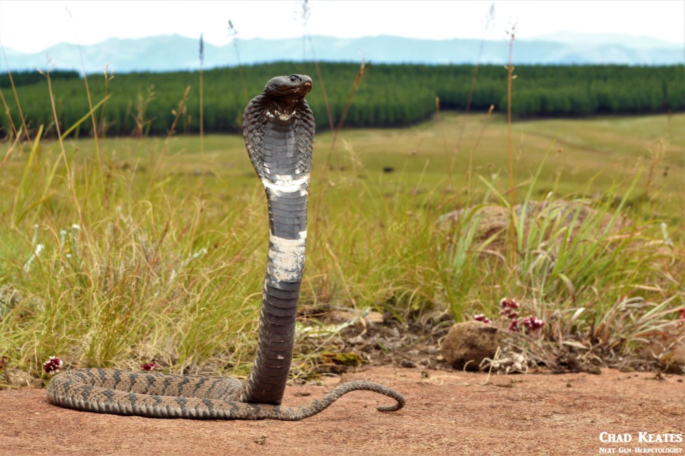 Rinkhals - Hemachatus haemachatus