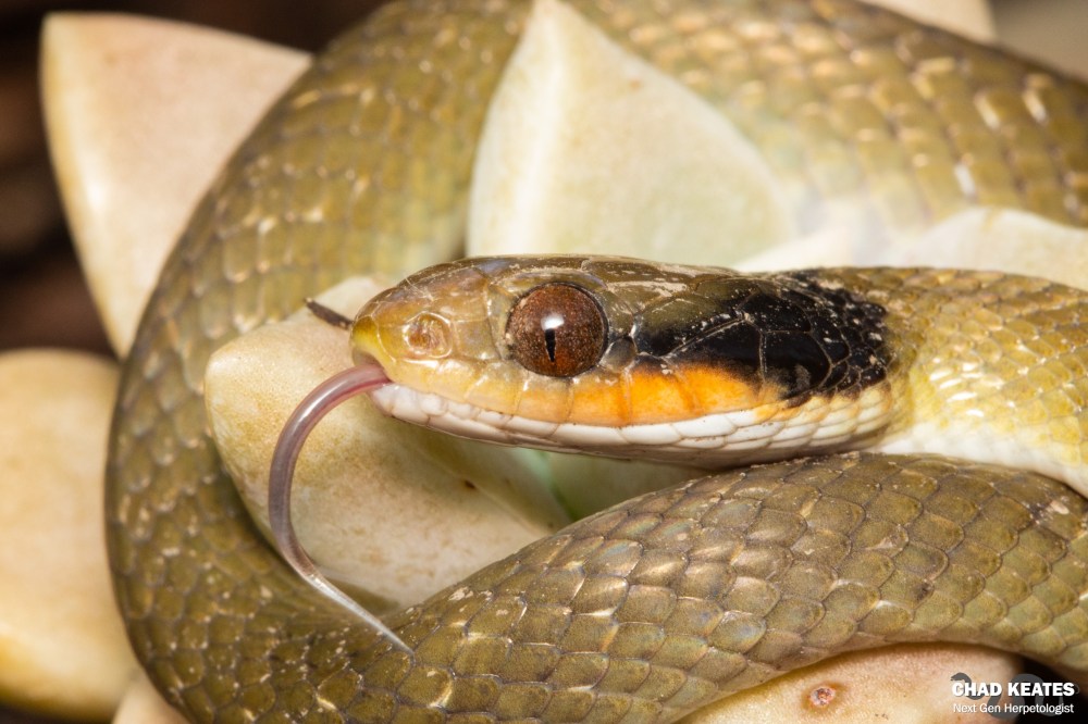 Red-Lipped Herald - Crotaphopeltis hotamboeia