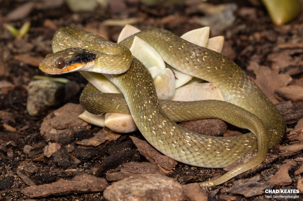Red-Lipped Herald - Crotaphopeltis hotamboeia