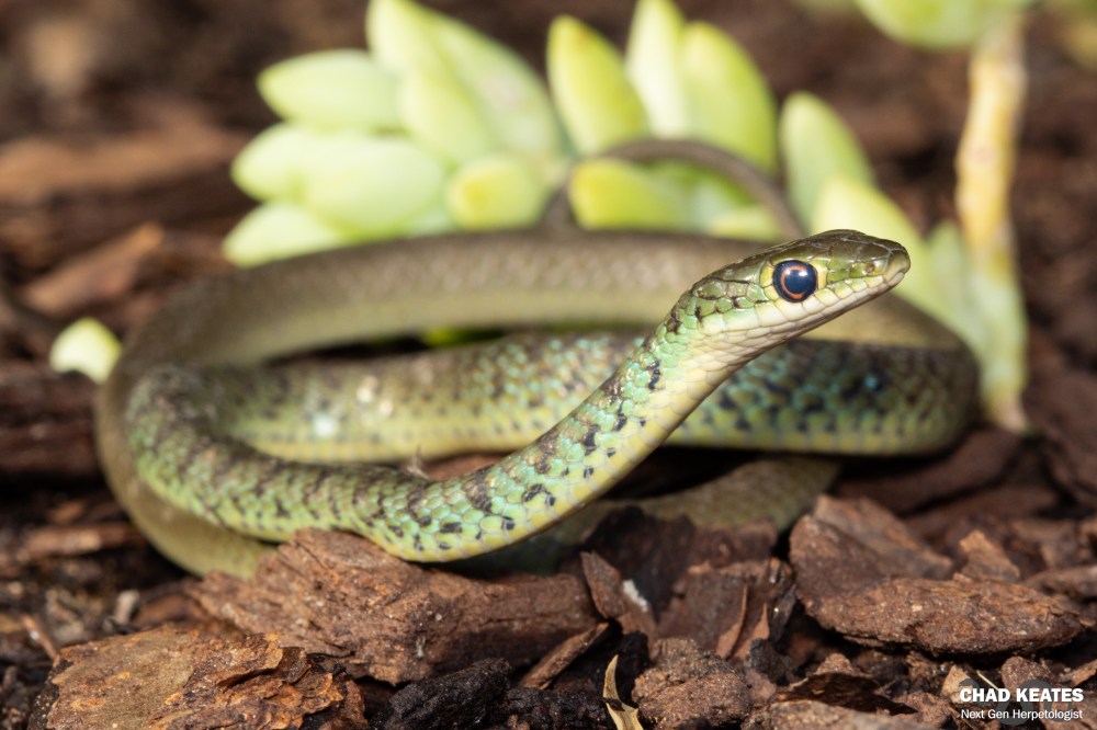 Spotted-Bush Snake - Philothamnus semivariegatus