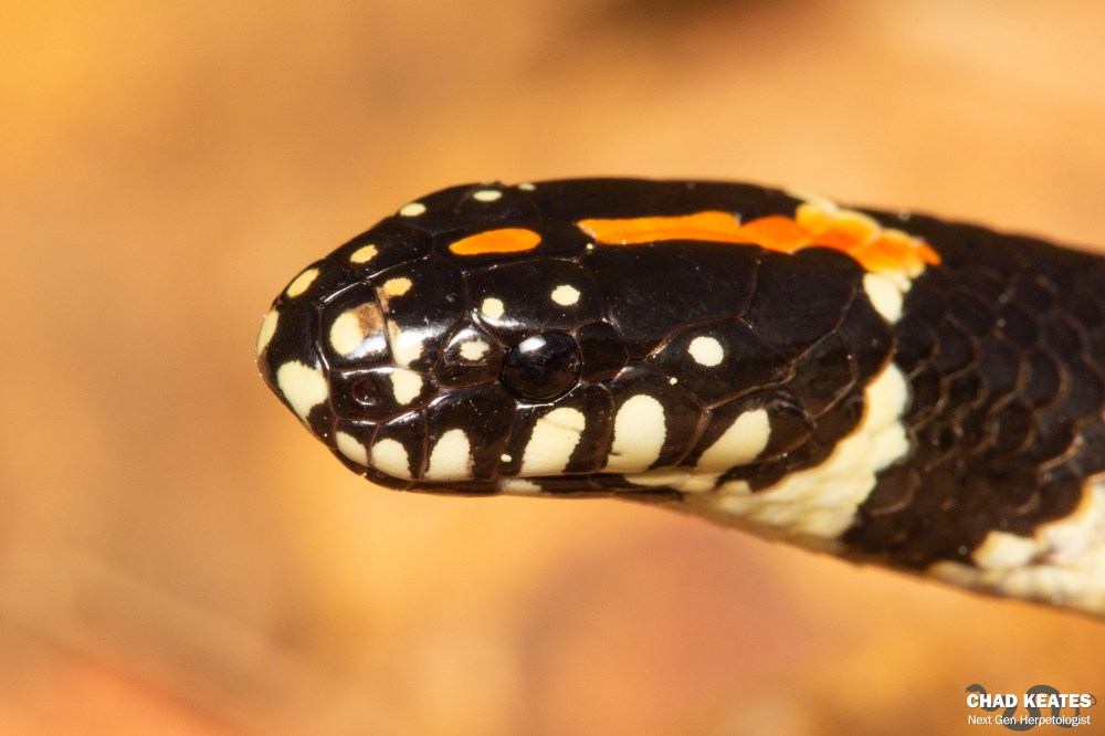 Spotted Harlequin - Homoroselaps lacteus