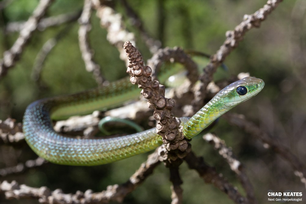 Western Natal Green Snake - Philothamnus natalensis occidentalis