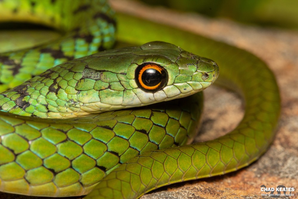 Spotted-Bush Snake - Philothamnus semivariegatus