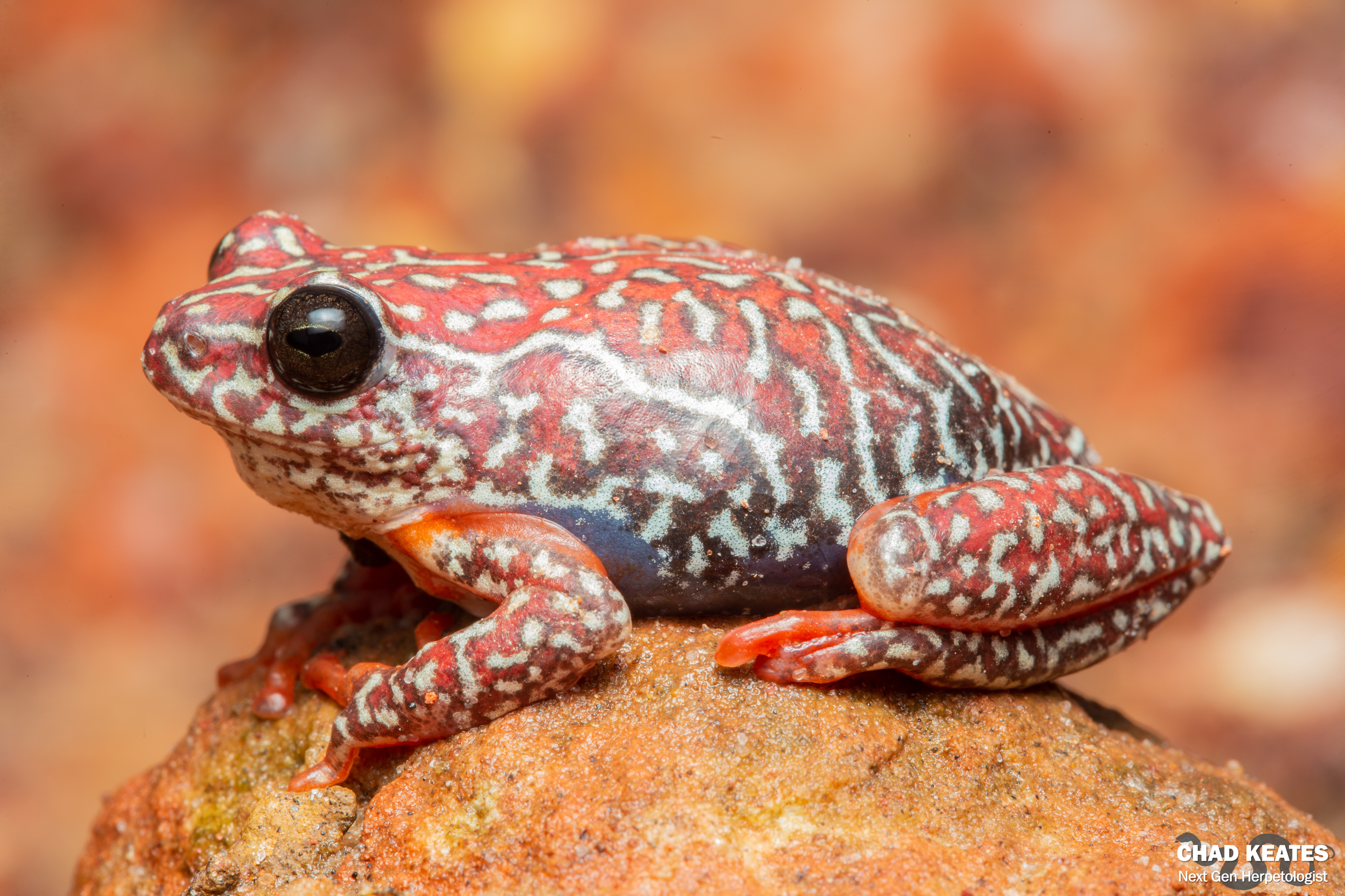 Angolan Reed Frog (Hyperolius angolensis) | Chad Keates