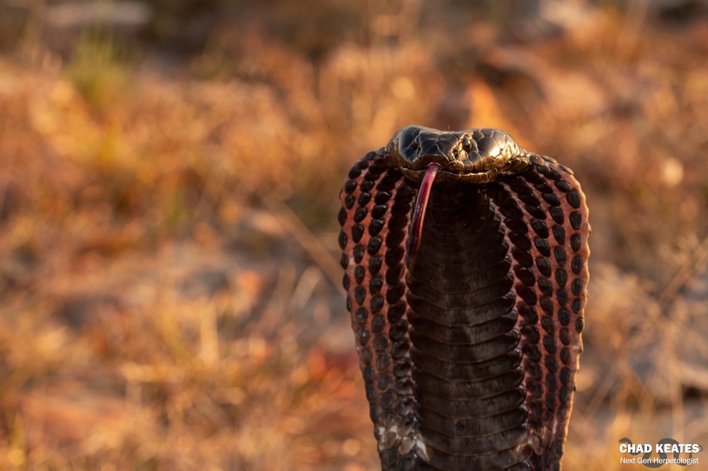 Rinkhals - Hemachatus haemachatus