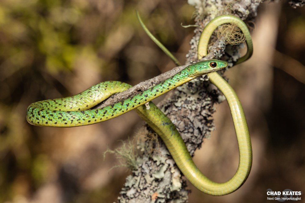Spotted-Bush Snake - Philothamnus semivariegatus
