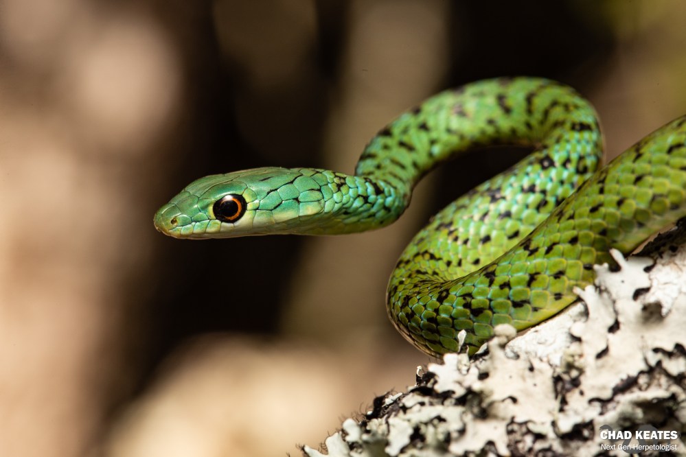 Spotted-Bush Snake - Philothamnus semivariegatus