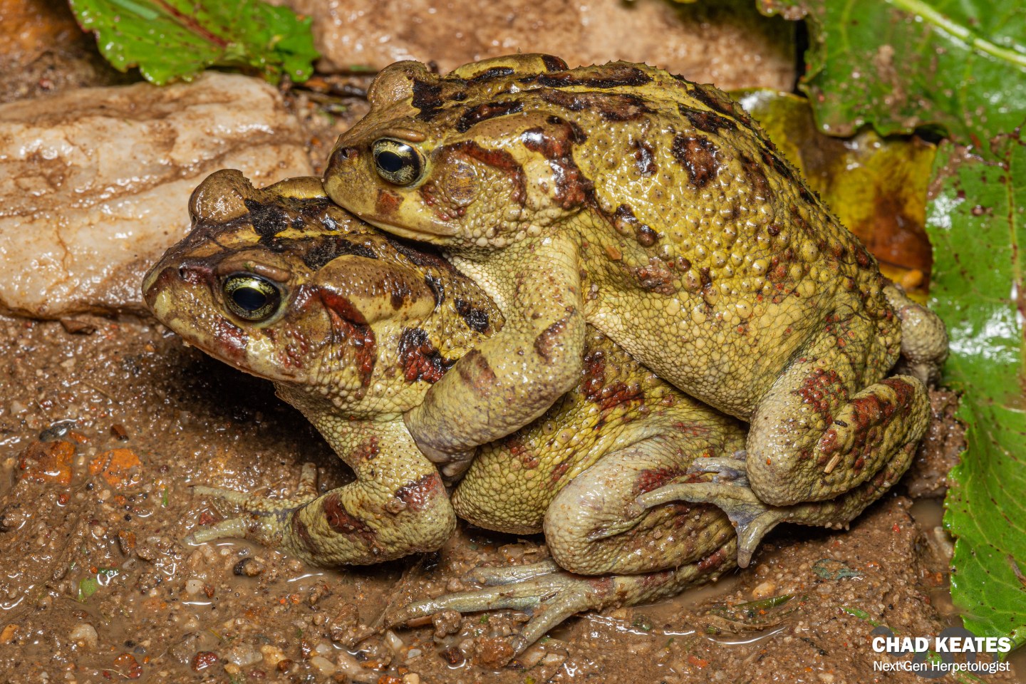 Chad Toad Eastern Leopard Toad (Sclerophrys pardalis) | Chad Keates