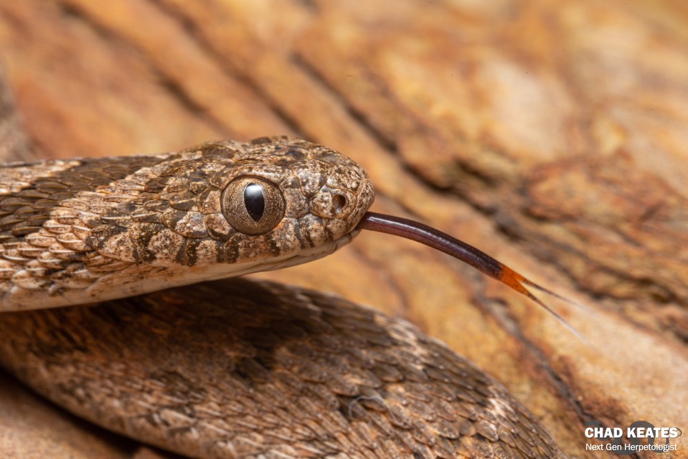Rhombic Egg Eater - Dasypeltis scabra