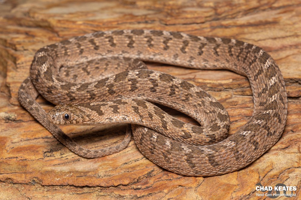 Rhombic Egg Eater - Dasypeltis scabra