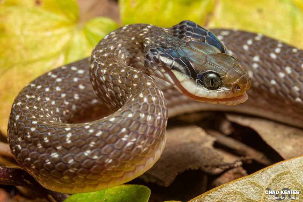 Red-Lipped Herald - Crotaphopeltis hotamboeia