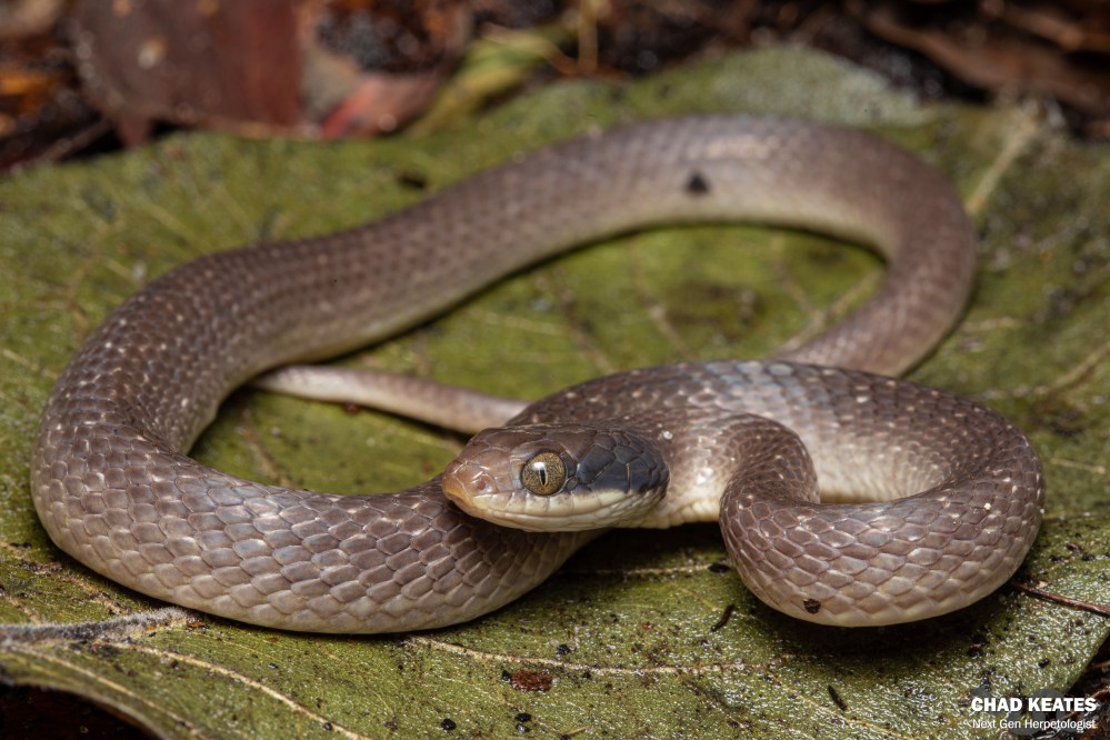 Red-Lipped Herald - Crotaphopeltis hotamboeia