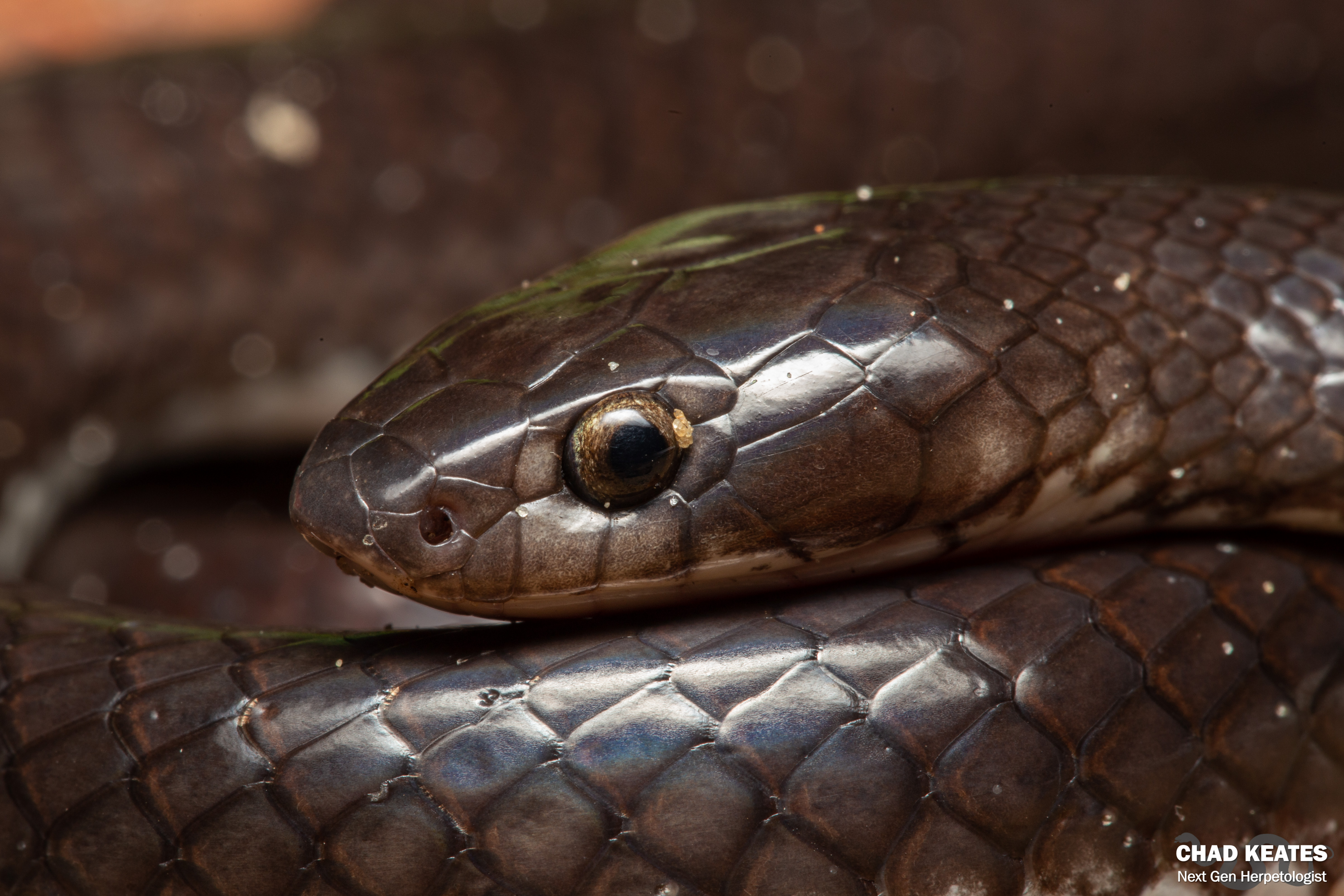 Angolan Garter Snake (Elapsoidea semiannulata semiannulata) | Chad Keates