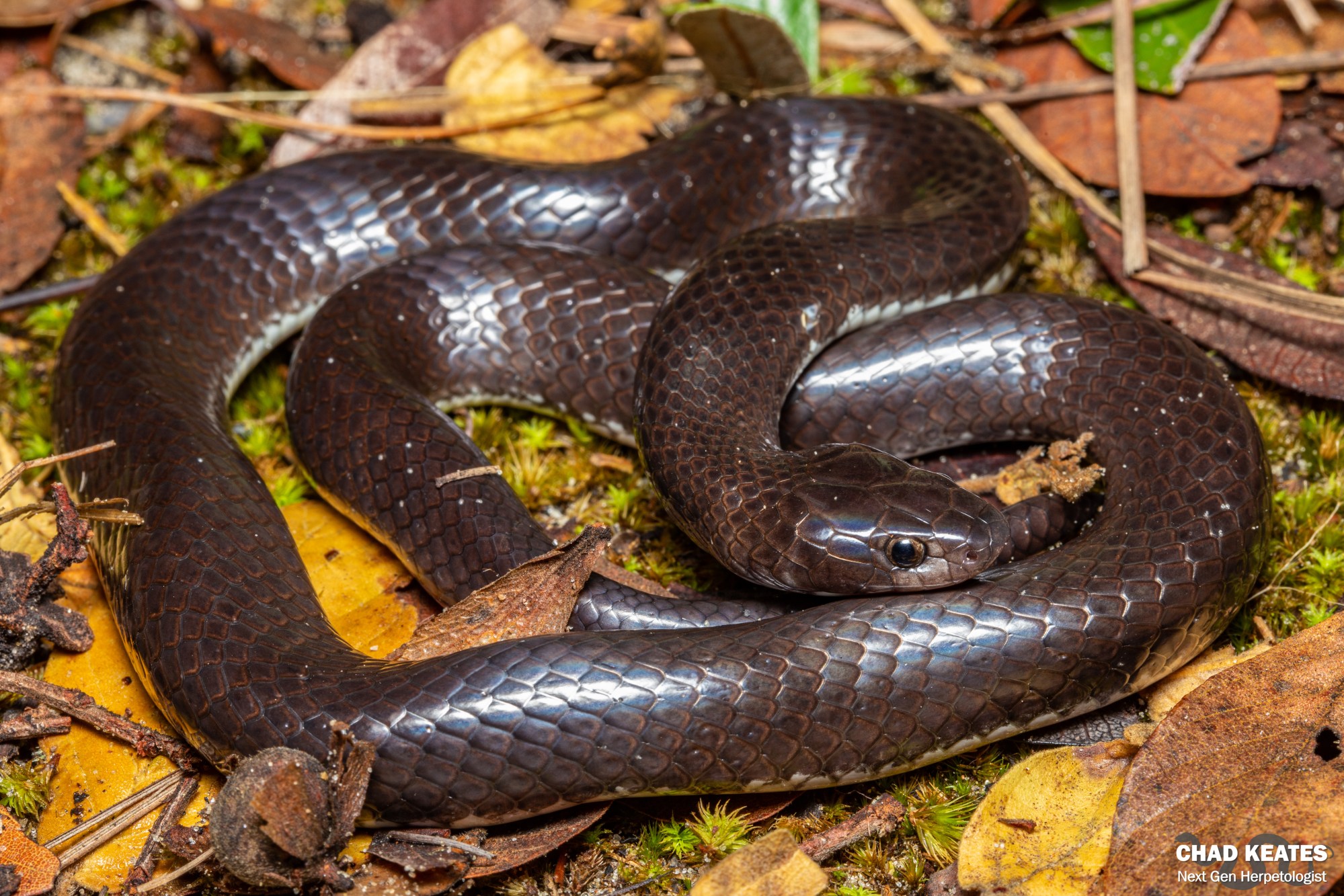 Angolan Garter Snake (Elapsoidea semiannulata semiannulata) | Chad Keates