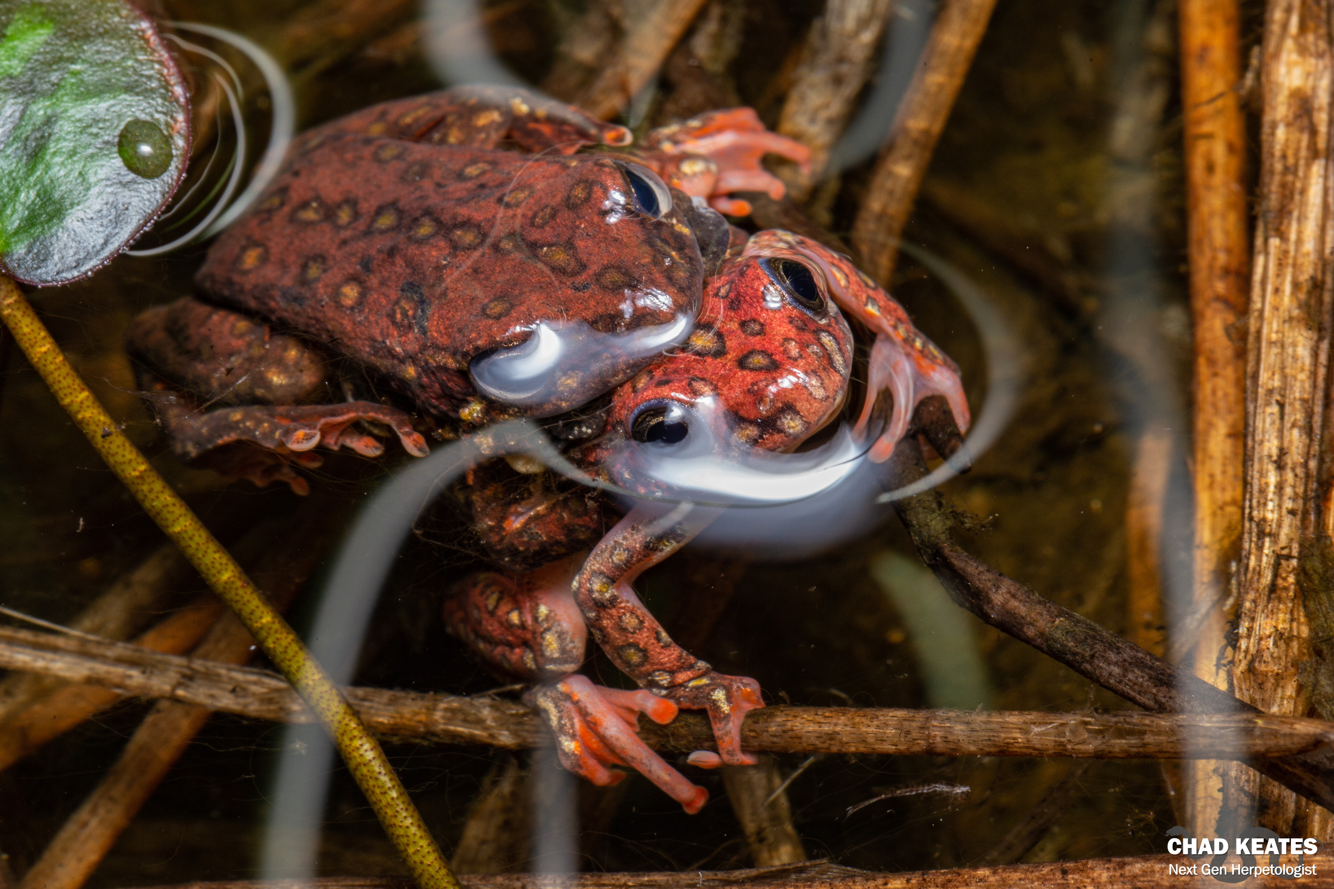 Angolan Reed Frog (Hyperolius angolensis) | Chad Keates