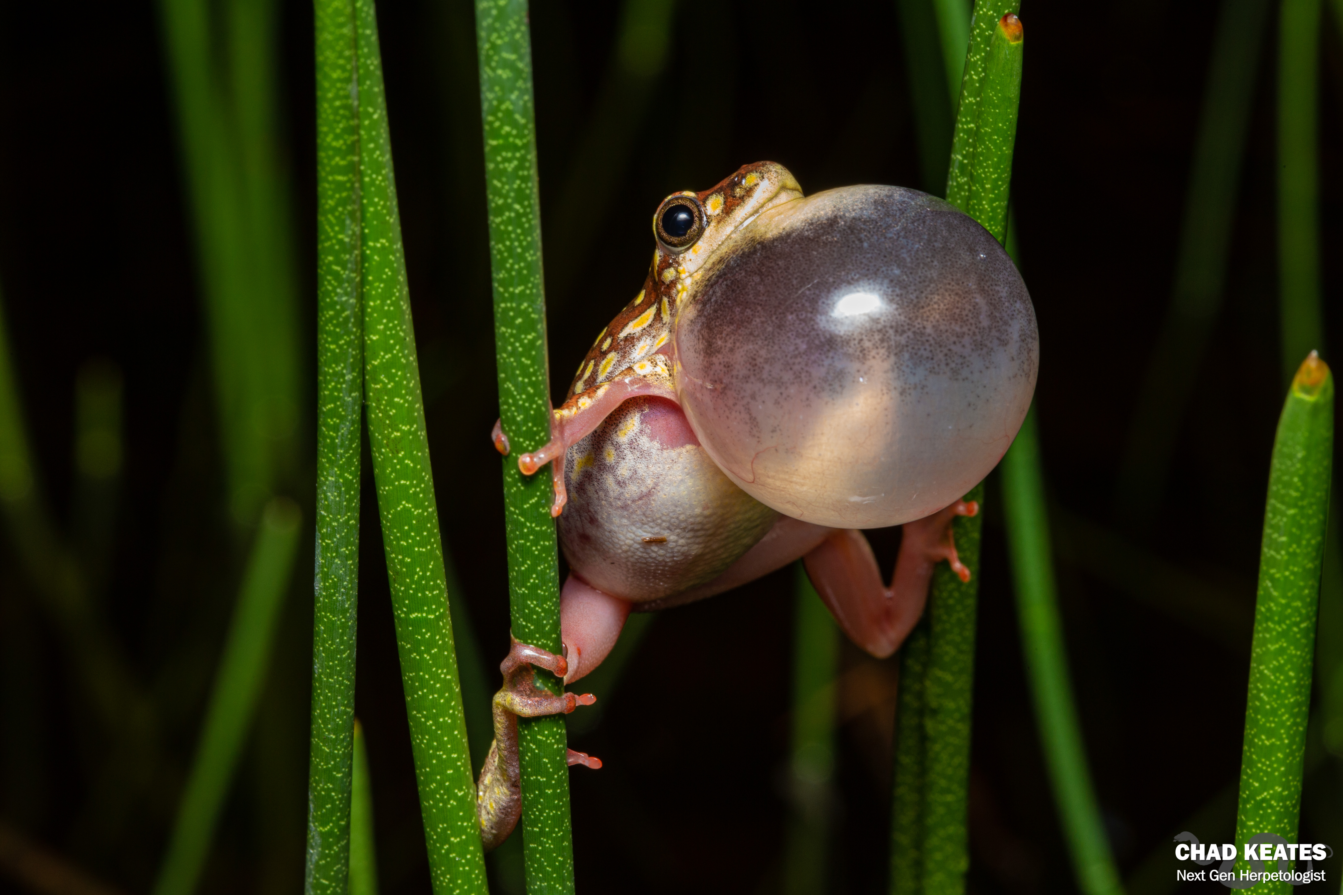 Angolan Reed Frog (Hyperolius angolensis) | Chad Keates