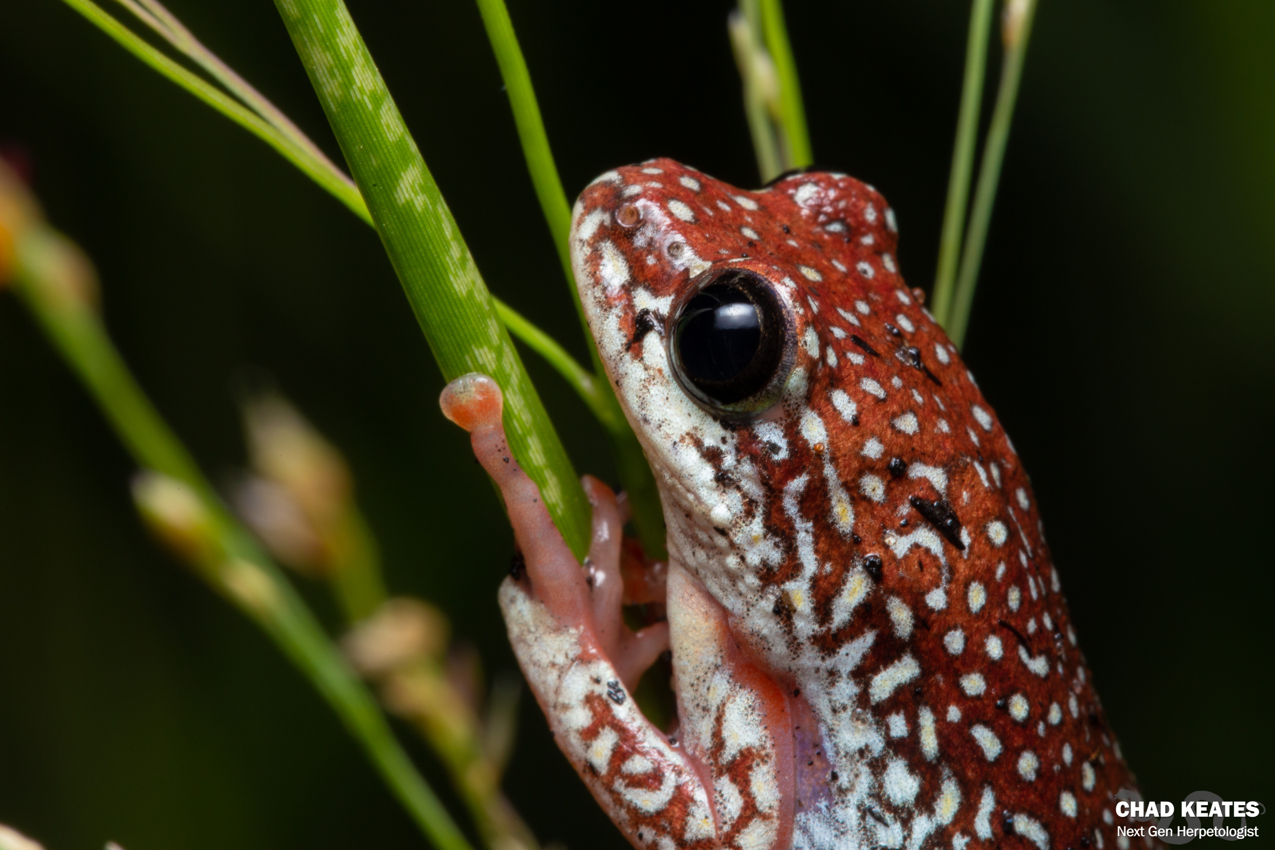 Angolan Reed Frog (Hyperolius angolensis) | Chad Keates