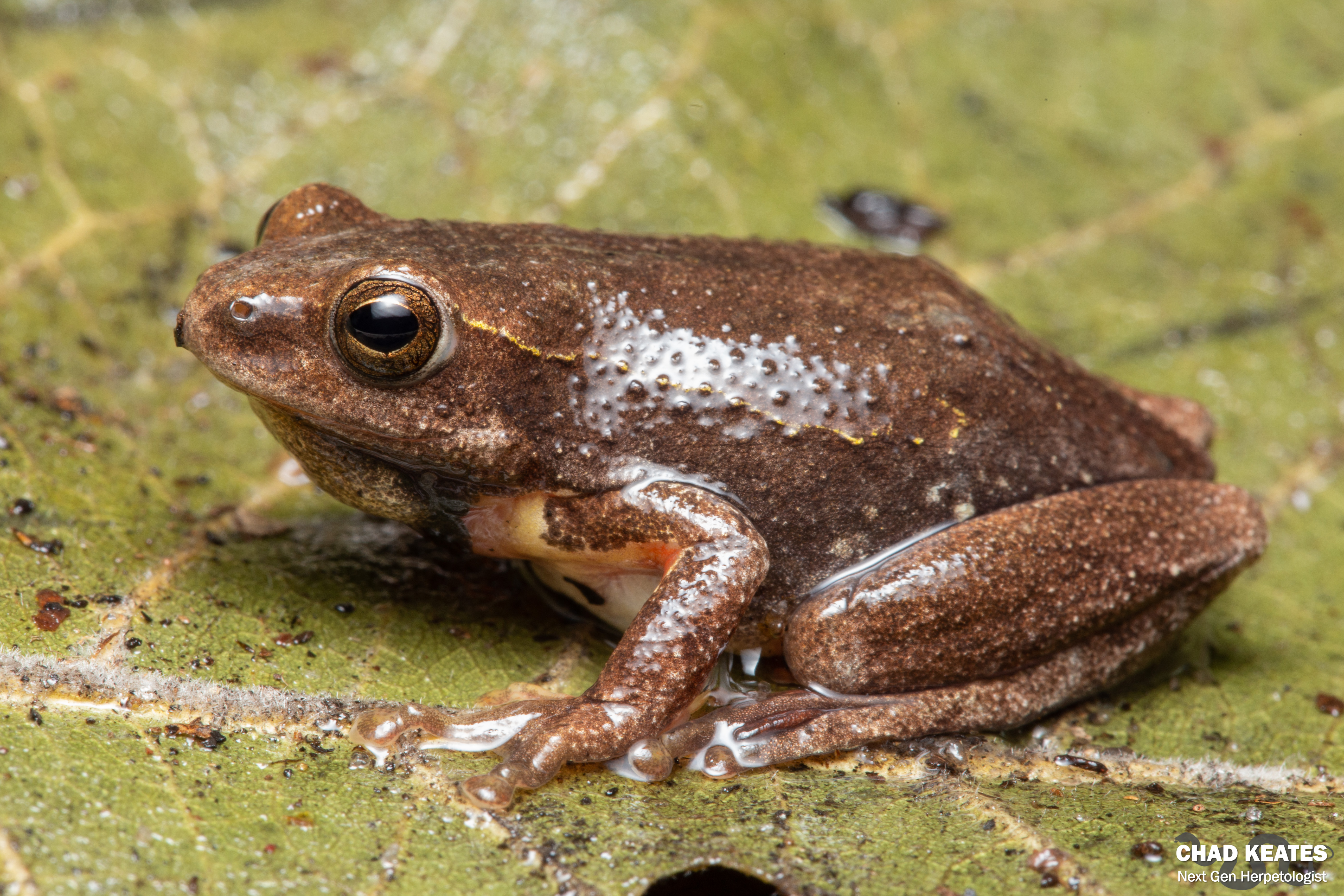 Angolan Reed Frog (Hyperolius angolensis) | Chad Keates