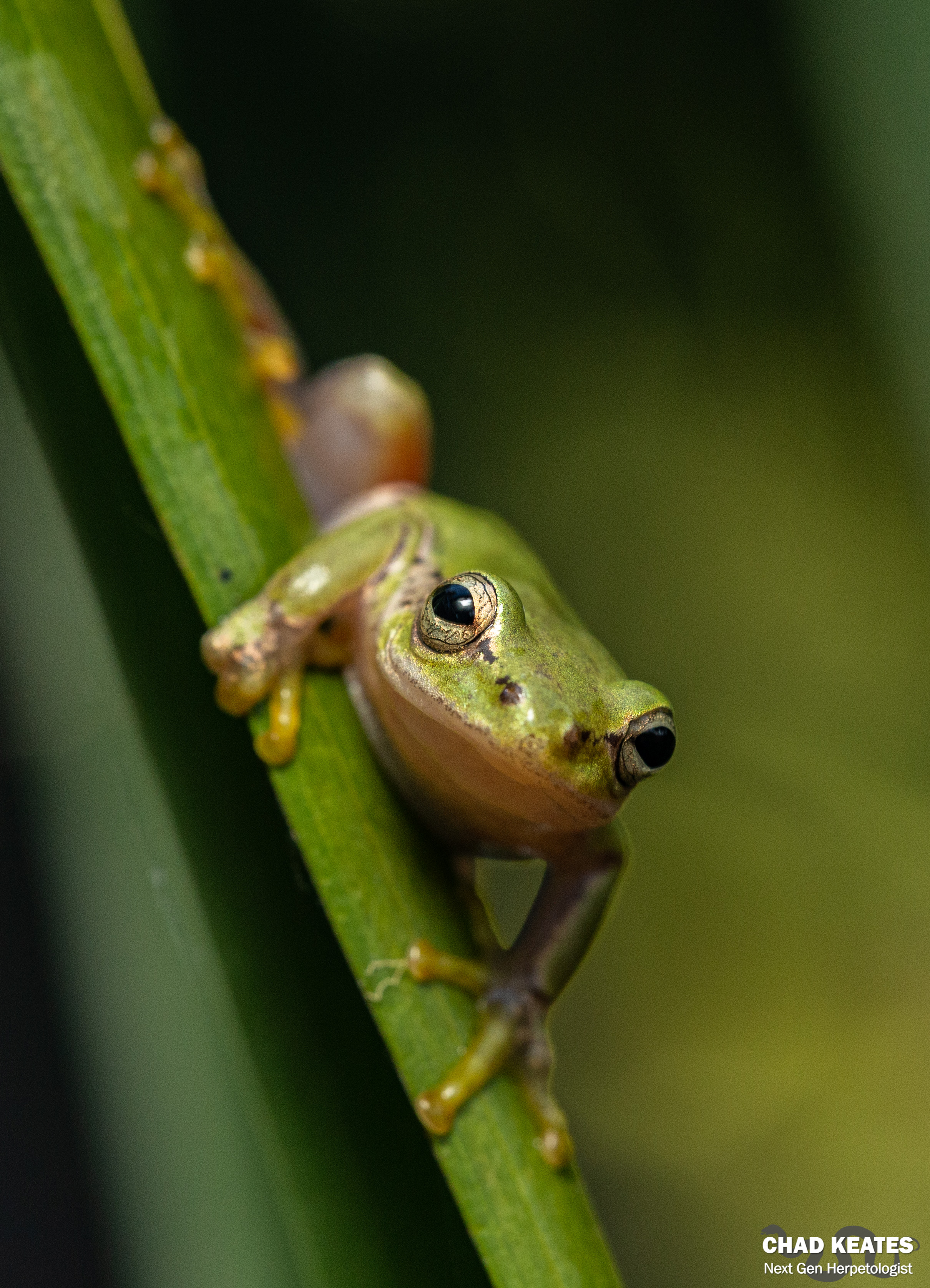 Kivu Reed Frog (Hyperolius kivuensis) | Chad Keates